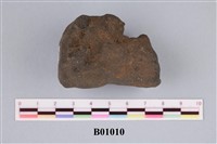 藏品(海綿化石)的圖片